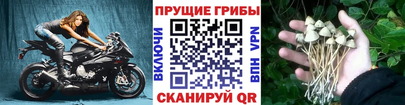 Галлюциногенные грибы Psilocybe купить закладку Ишимбай